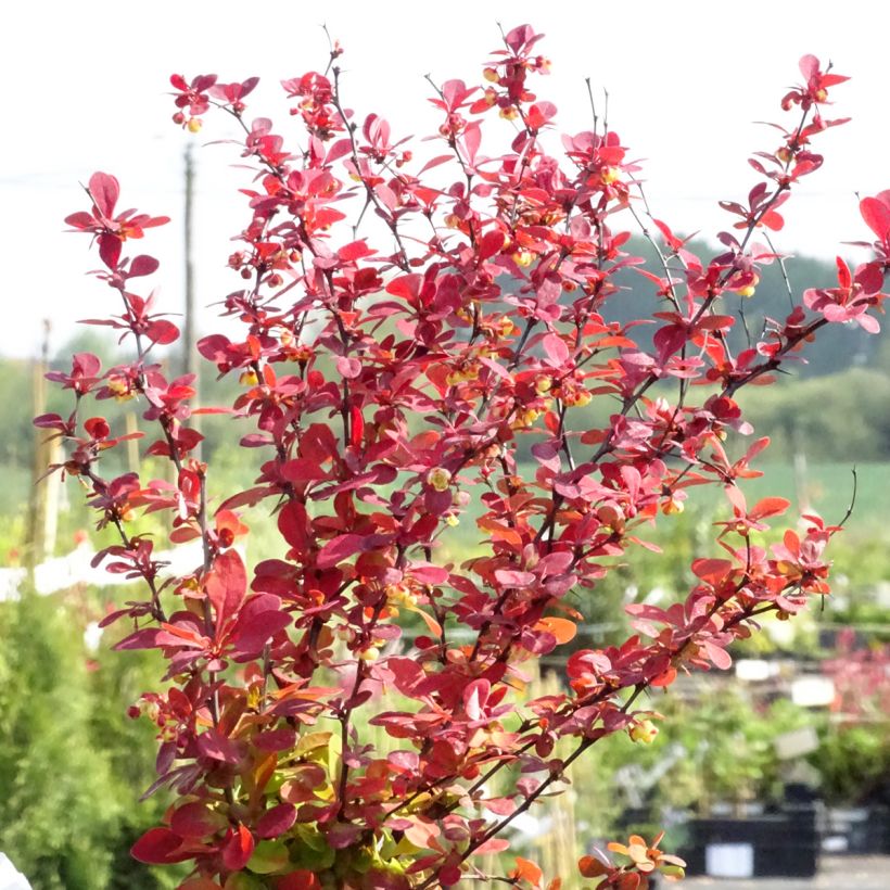 Berberis thunbergii Orange Rocket - Crespino giapponese (Porto)