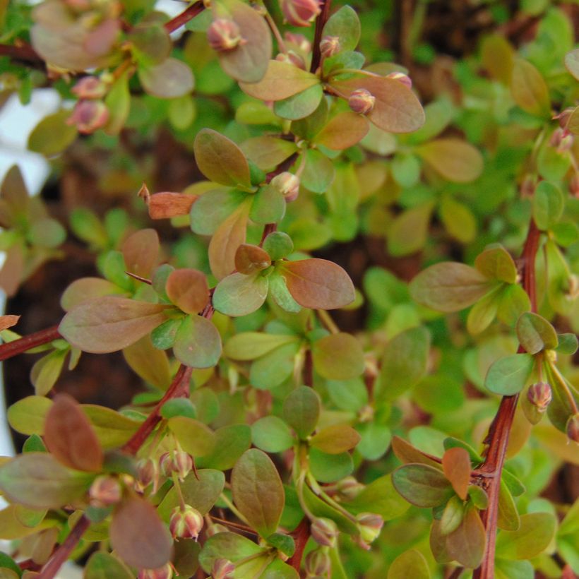 Berberis thunbergii Red Dream - Crespino giapponese (Fogliame)