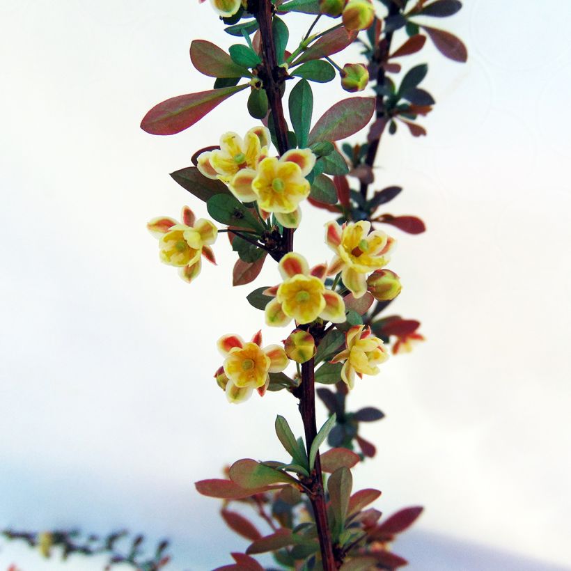 Berberis thunbergii Red Dream - Crespino giapponese (Fioritura)