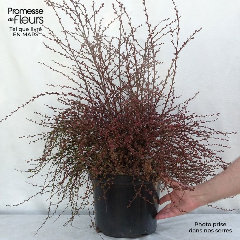 Berberis thunbergii Red Dream - Epine-vinette en pot de 7,5l/10l esemplare consegnato in inverno