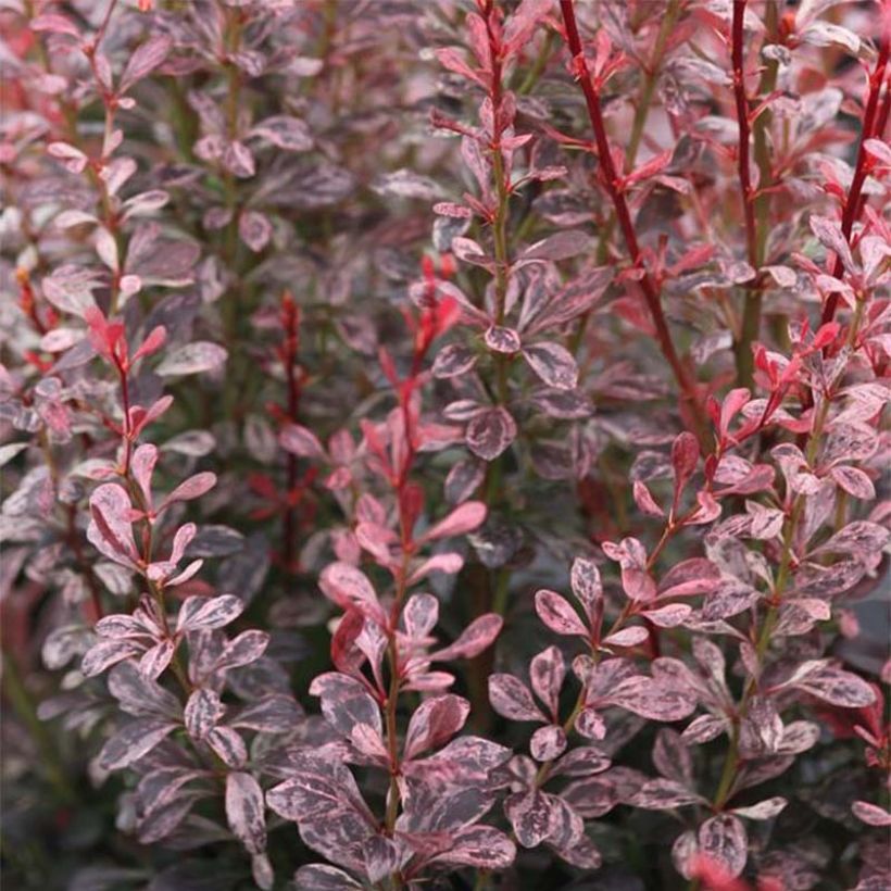 Berberis thunbergii Rosy Rocket - Crespino giapponese (Fogliame)