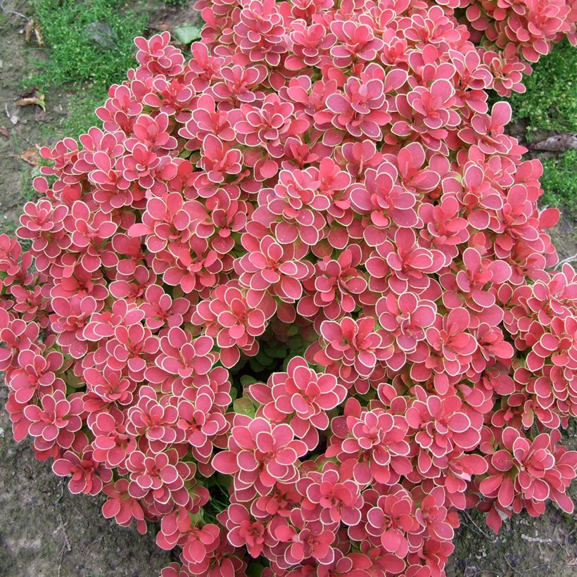 Berberis thunbergii Ruby Star - Crespino giapponese (Fogliame)