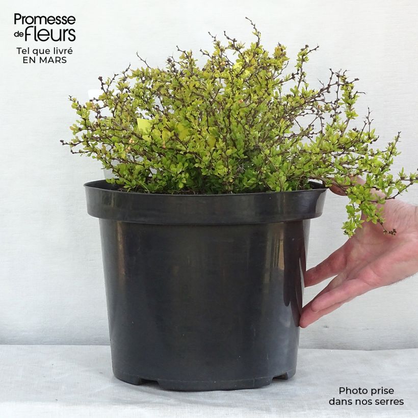 Berberis thunbergii Tiny Gold - Epine vinette en pot de 7,5L/10L esemplare consegnato in inverno