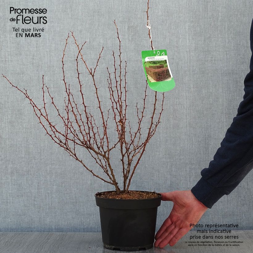 Berberis thunbergii atropurpurea - Epine-vinette pot de 3L esemplare consegnato in inverno