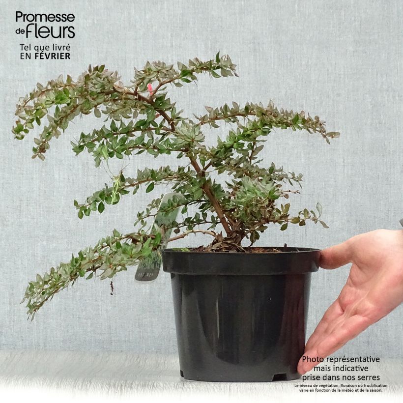 Berberis verrucosa - Épine vinette verruqueuse Pot de 2L/3L esemplare consegnato in inverno