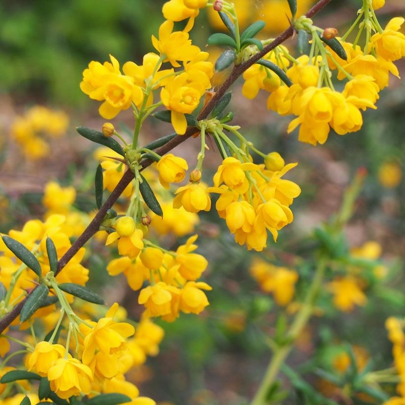 Berberis stenophylla - Crespino (Fioritura)