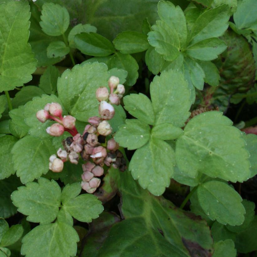 Bergenia Baby Doll (Fogliame)