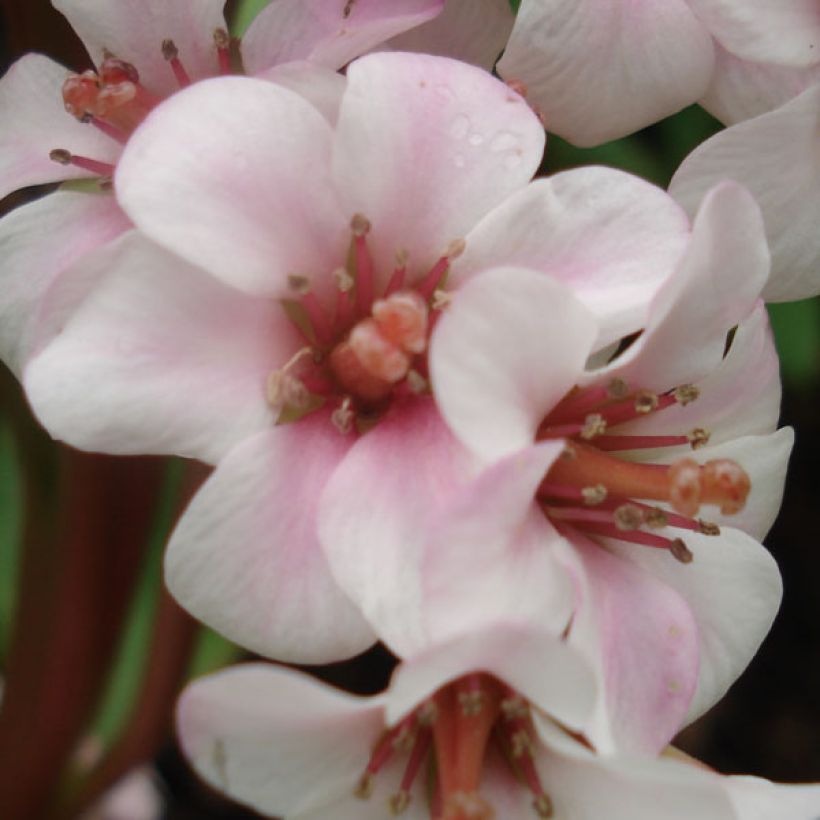 Bergenia Baby Doll (Fioritura)