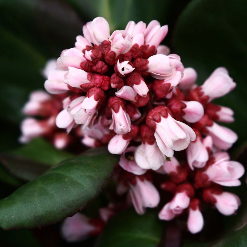 Bergenia Bach (Fioritura)