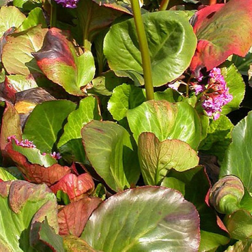 Bergenia Bartok (Fogliame)