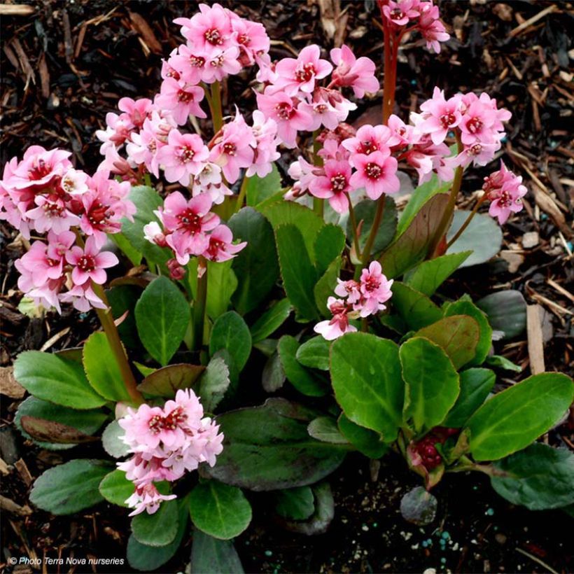 Bergenia Pink Dragonfly (Fogliame)