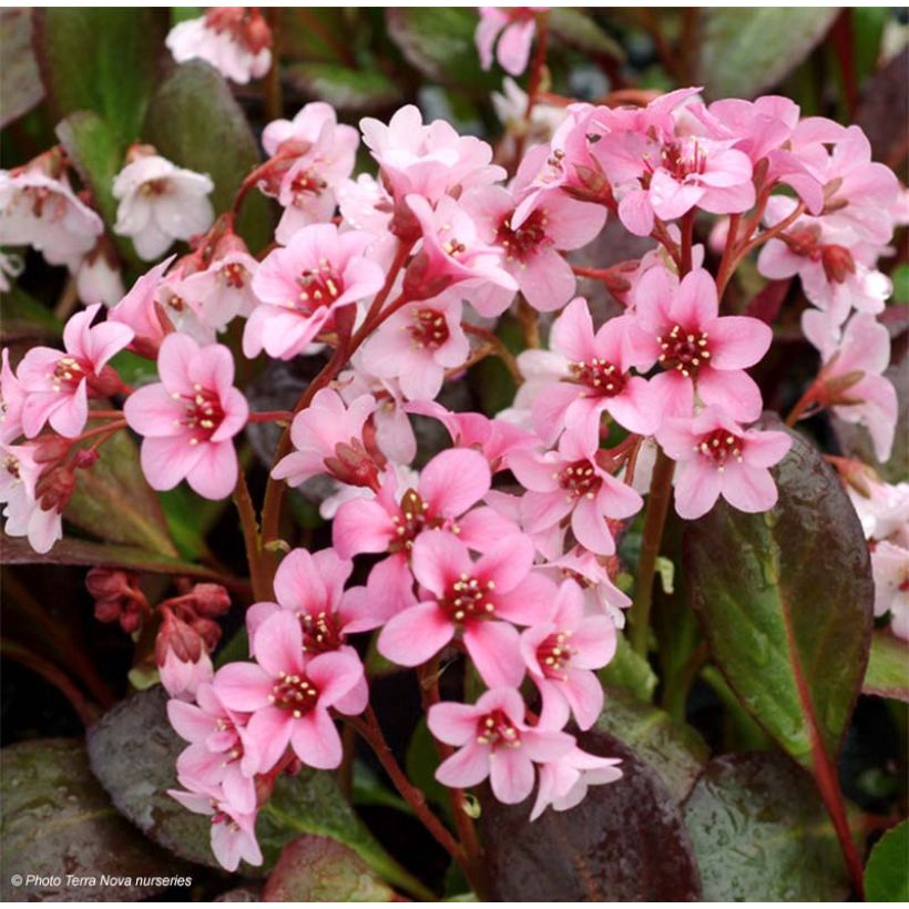 Bergenia Pink Dragonfly (Fioritura)