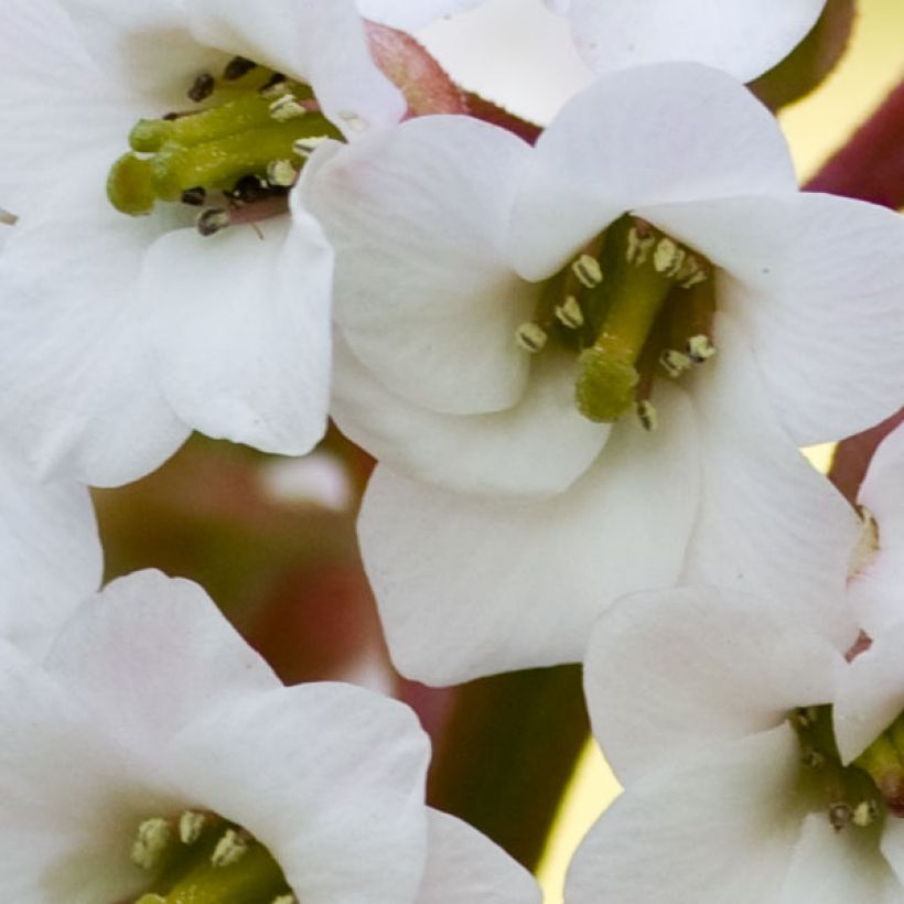 Bergenia Bressingham White (Fioritura)