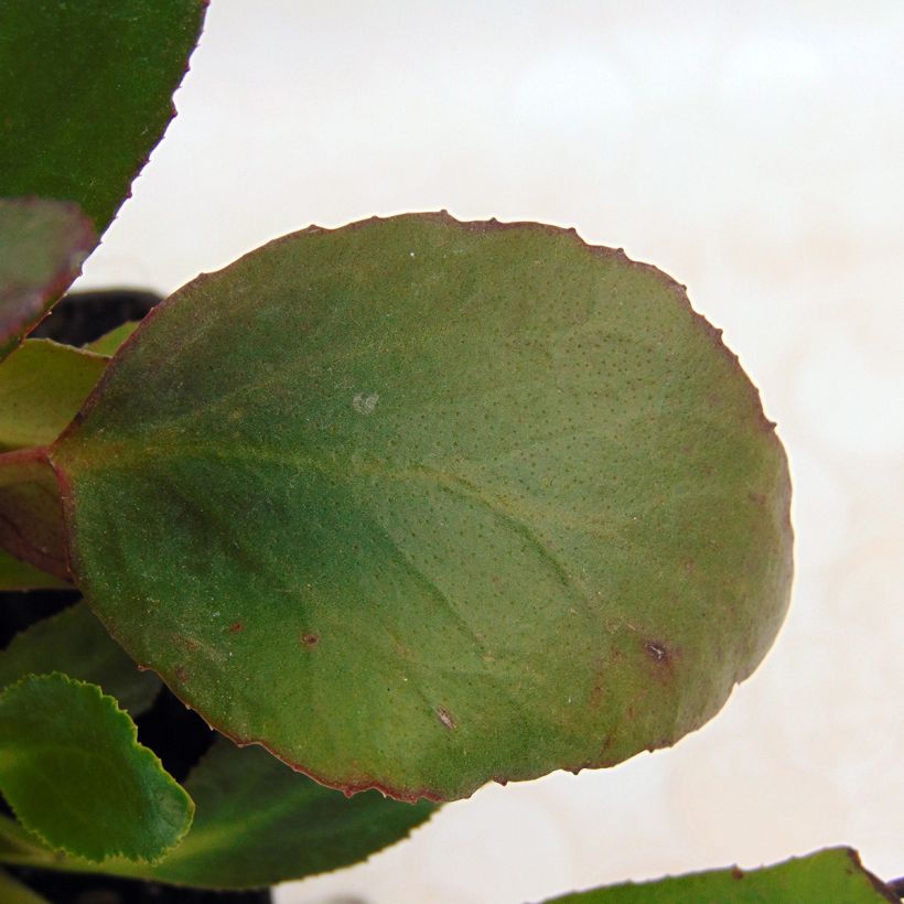 Bergenia Dragonfly Angel Kiss (Fogliame)