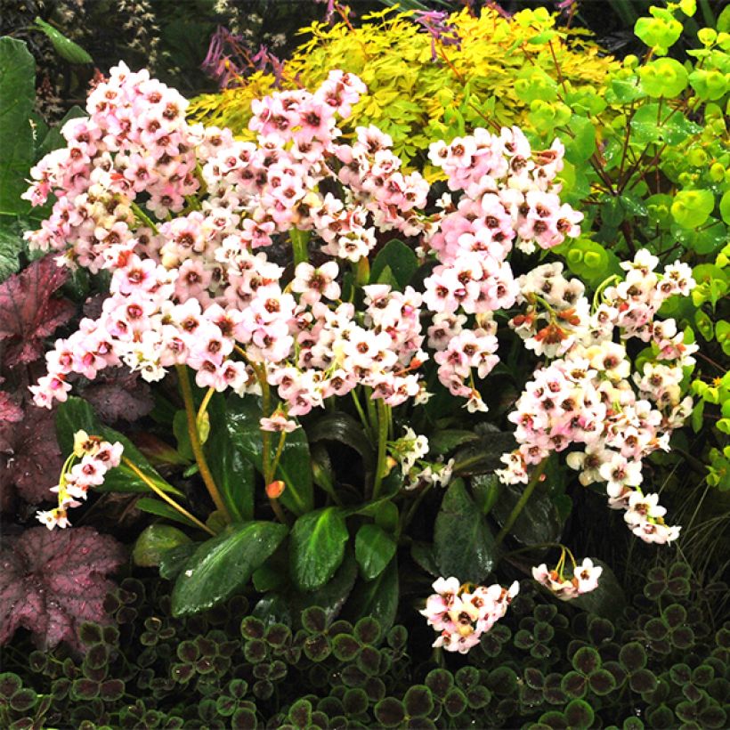 Bergenia Dragonfly Angel Kiss (Fioritura)