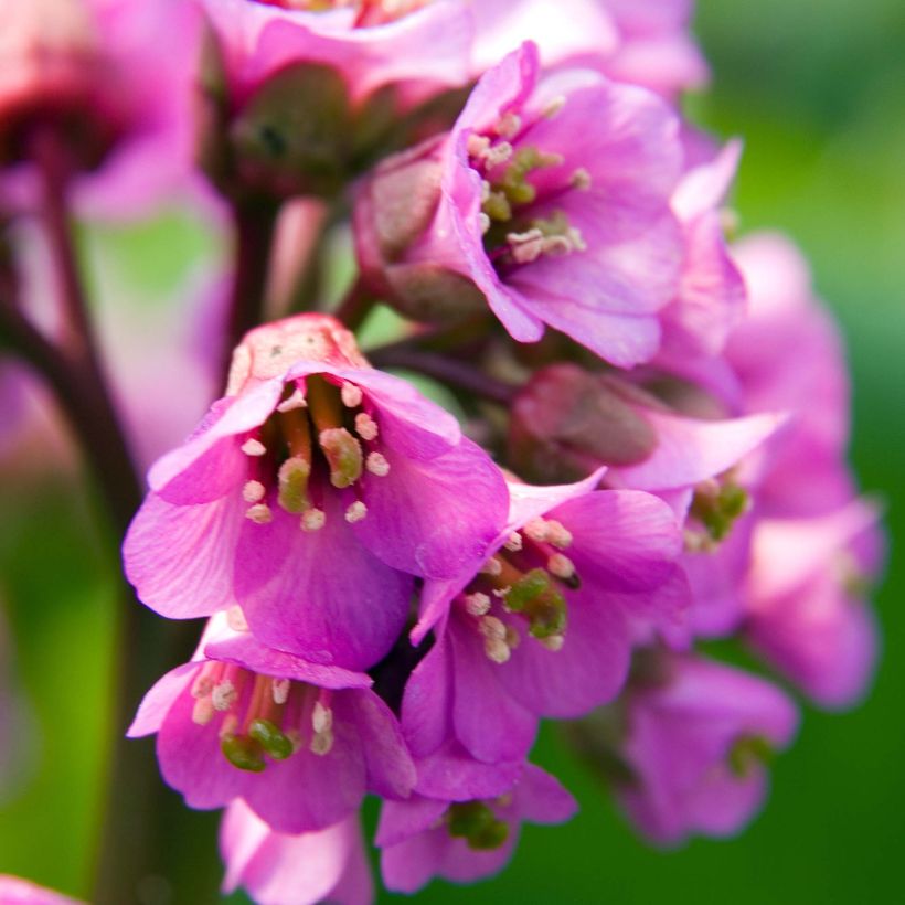 Bergenia Eden's Dark Magic (Fioritura)