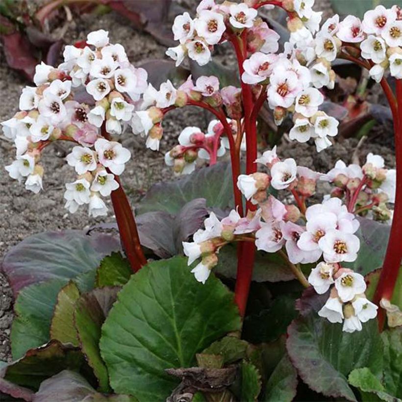 Bergenia Jelle (Fioritura)