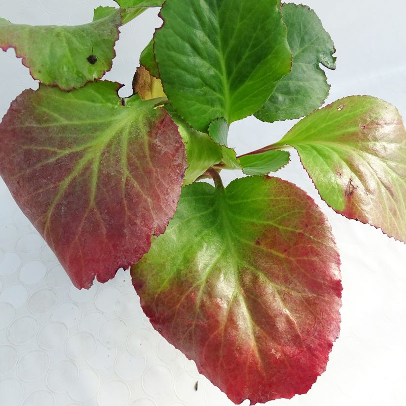 Bergenia Jelle (Fogliame)