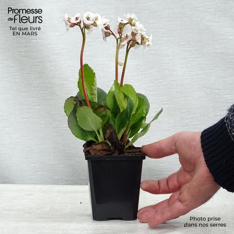 Bergenia Jelle - Plante des savetiers Godet de 9cm esemplare consegnato in inverno