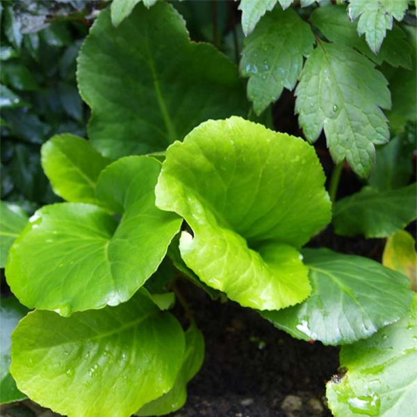 Bergenia cordifolia Morgenrote (Fogliame)