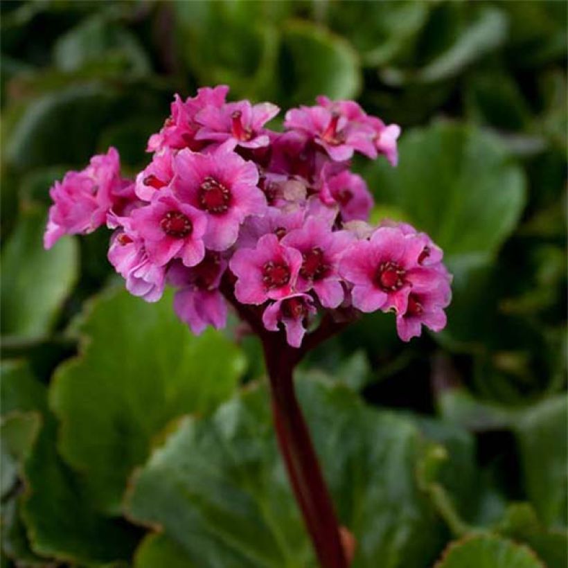 Bergenia cordifolia Morgenrote (Fioritura)