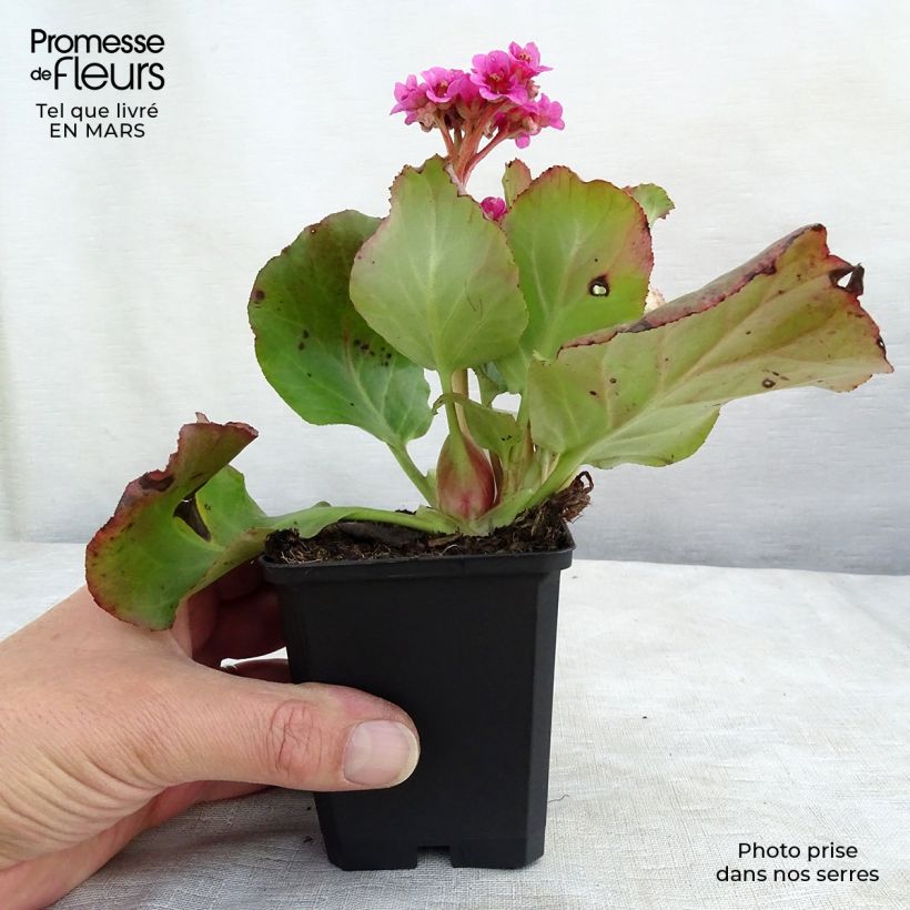 Bergenia Morgenrote - Plante des savetiers Godet de 9cm esemplare consegnato in inverno