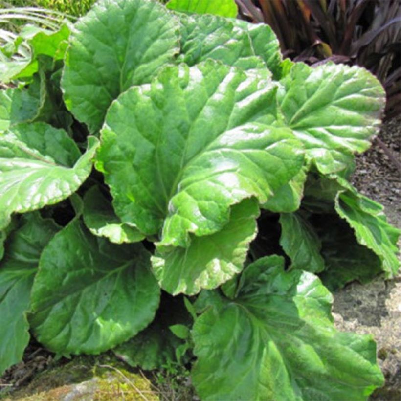 Bergenia Ouvertüre (Fogliame)