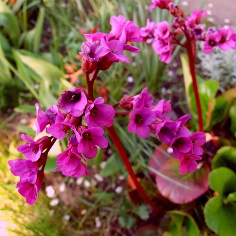 Bergenia Ouvertüre (Fioritura)