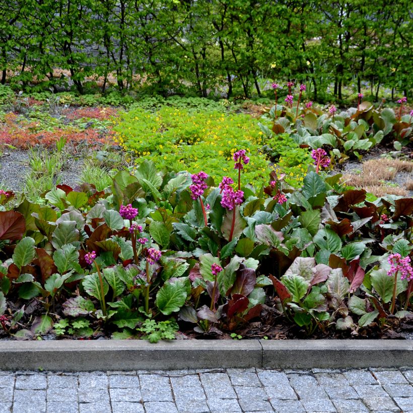 Bergenia cordifolia Rotblum (Porto)