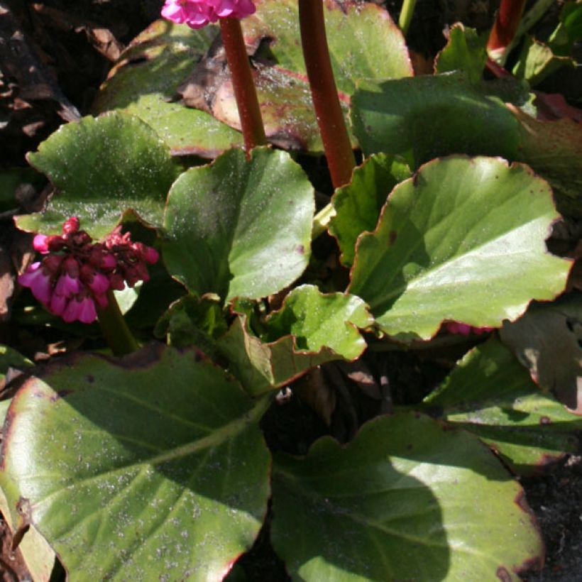 Bergenia Abendglut (Fogliame)