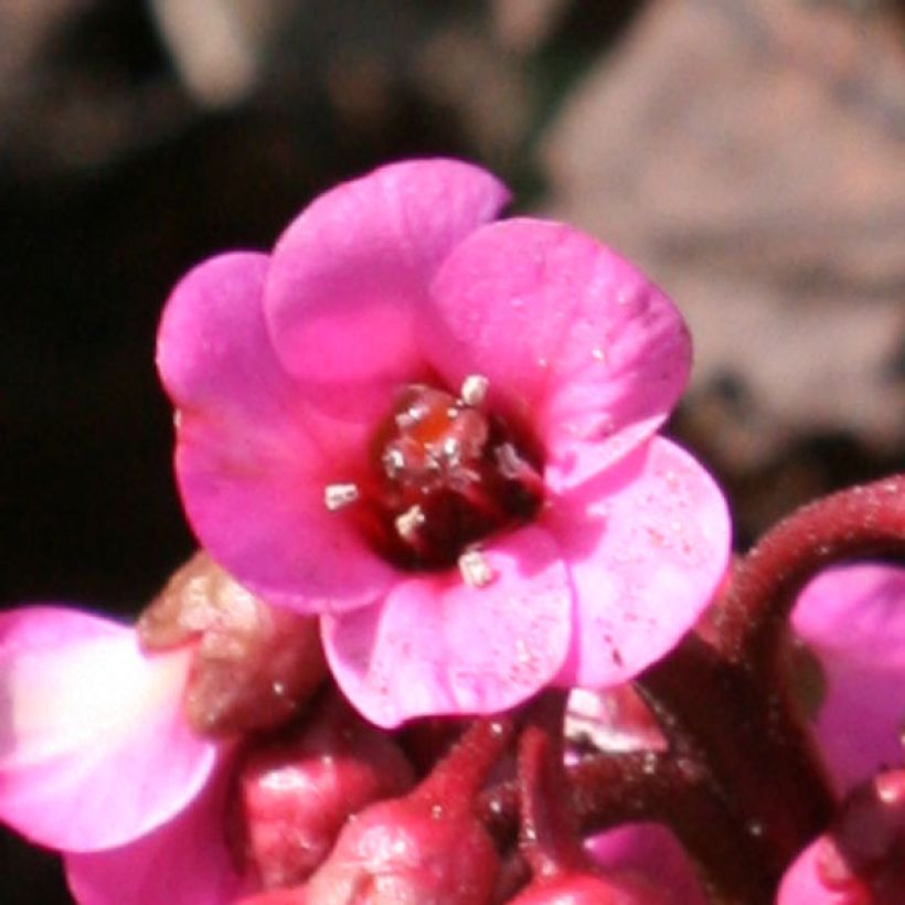 Bergenia Abendglut (Fioritura)