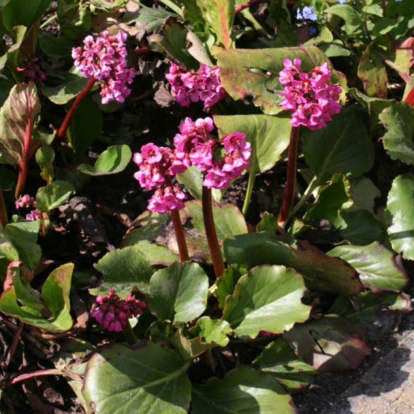 Bergenia Abendglut (Porto)