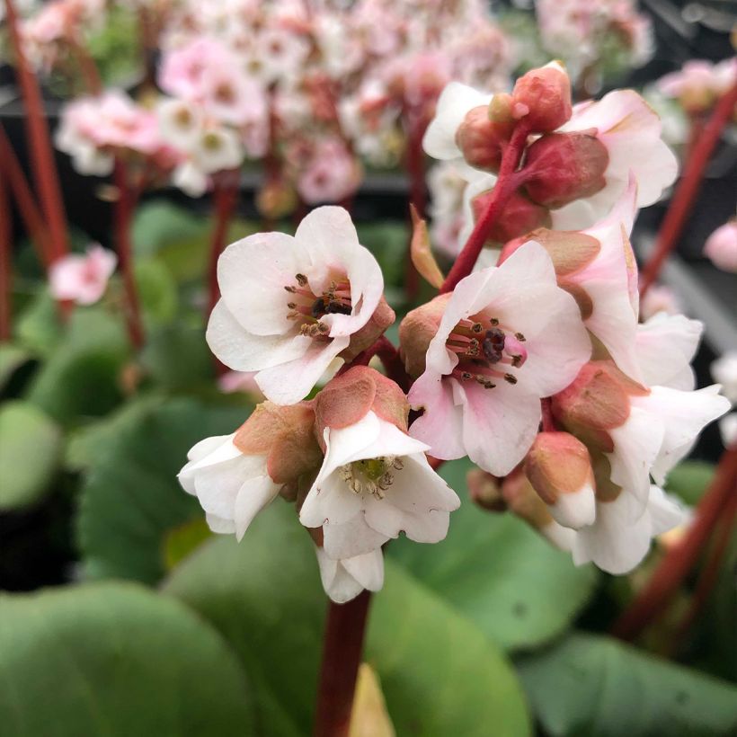 Bergenia Harzkristall (Fioritura)