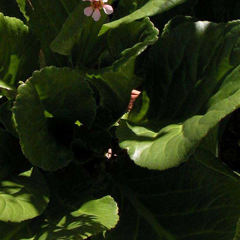 Bergenia stracheyi (Fogliame)