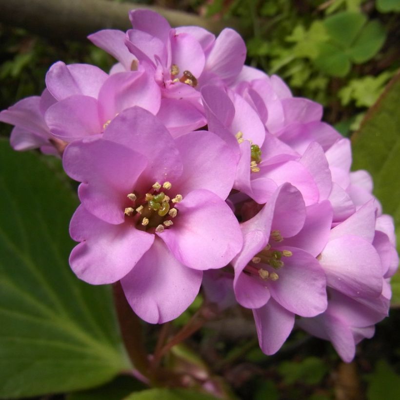 Bergenia stracheyi (Fioritura)