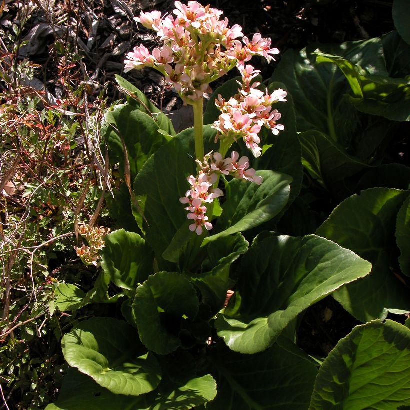 Bergenia stracheyi (Porto)