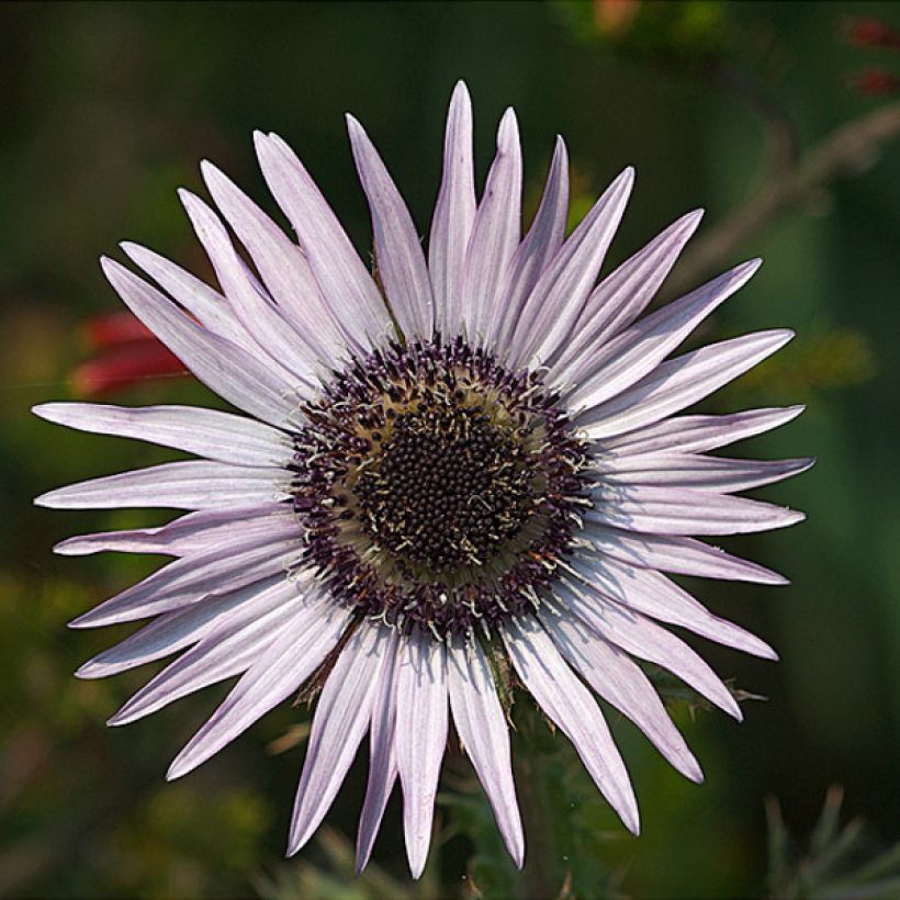 Berkheya purpurea (Fioritura)