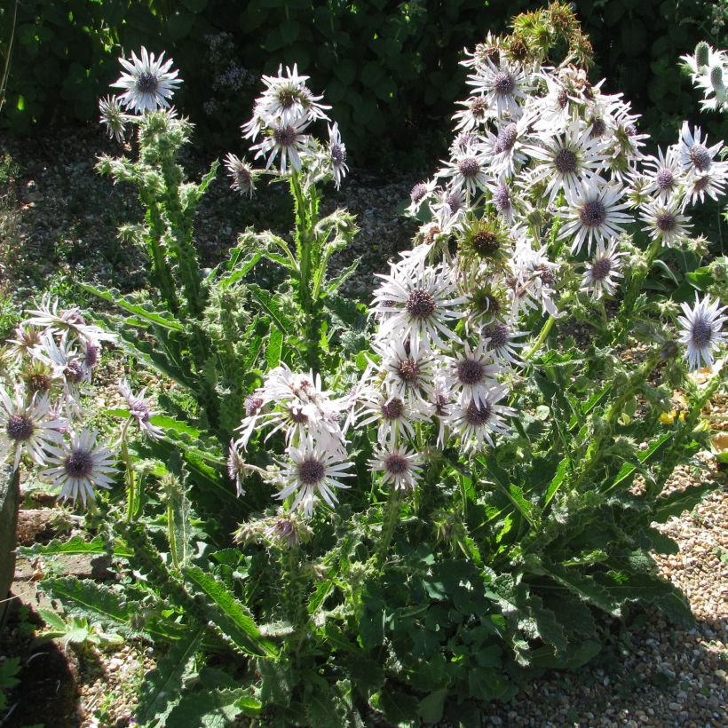 Berkheya purpurea (Porto)