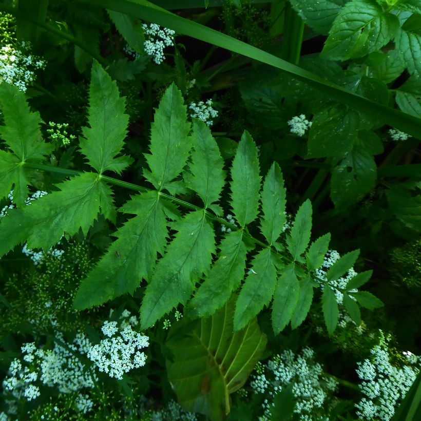 Berula erecta - Sedanina d’acqua (Fogliame)