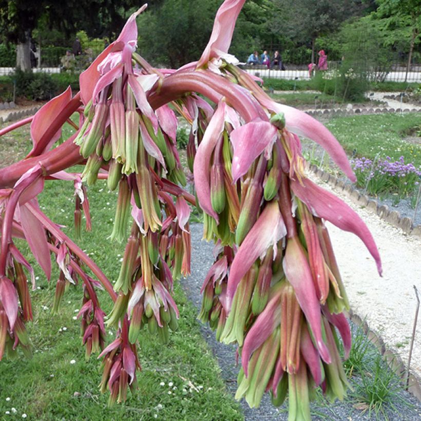 Beschorneria yuccoides (Fioritura)