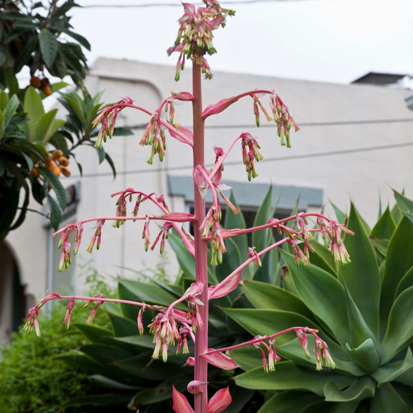 Beschorneria yuccoides Flamingo Glow (Fioritura)