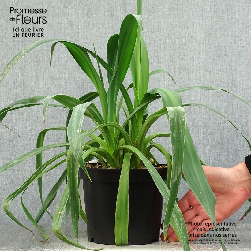 Beschorneria yuccoides Pot de 2L/3L esemplare consegnato in inverno