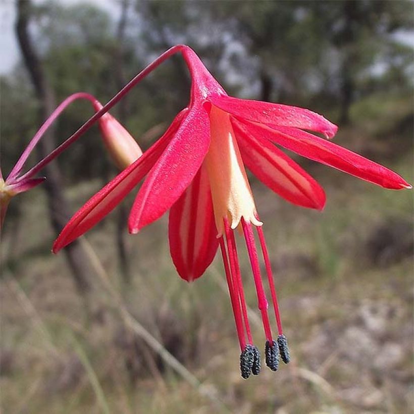 Bessera elegans - Gocce di corallo (Fioritura)