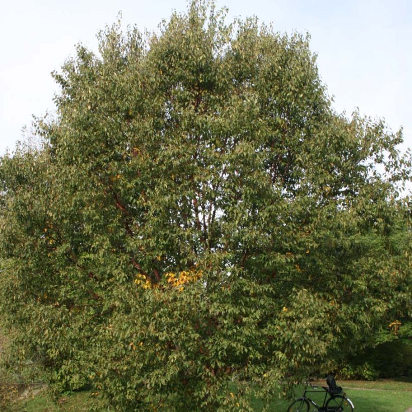 Betula albosinensis Blason - Betulla cinese (Fogliame)