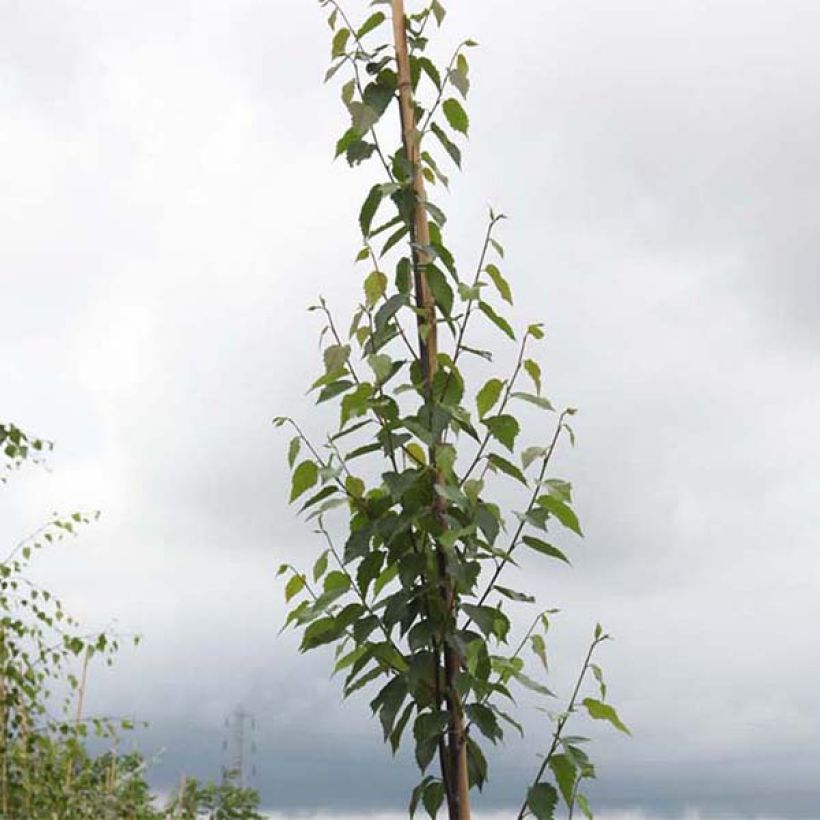 Betula albosinensis Fascination - Betulla cinese (Fogliame)