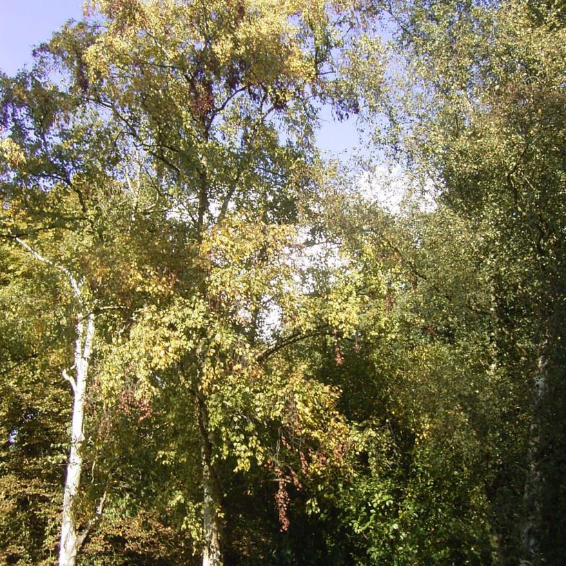 Betula ermanii Holland - Betulla (Porto)