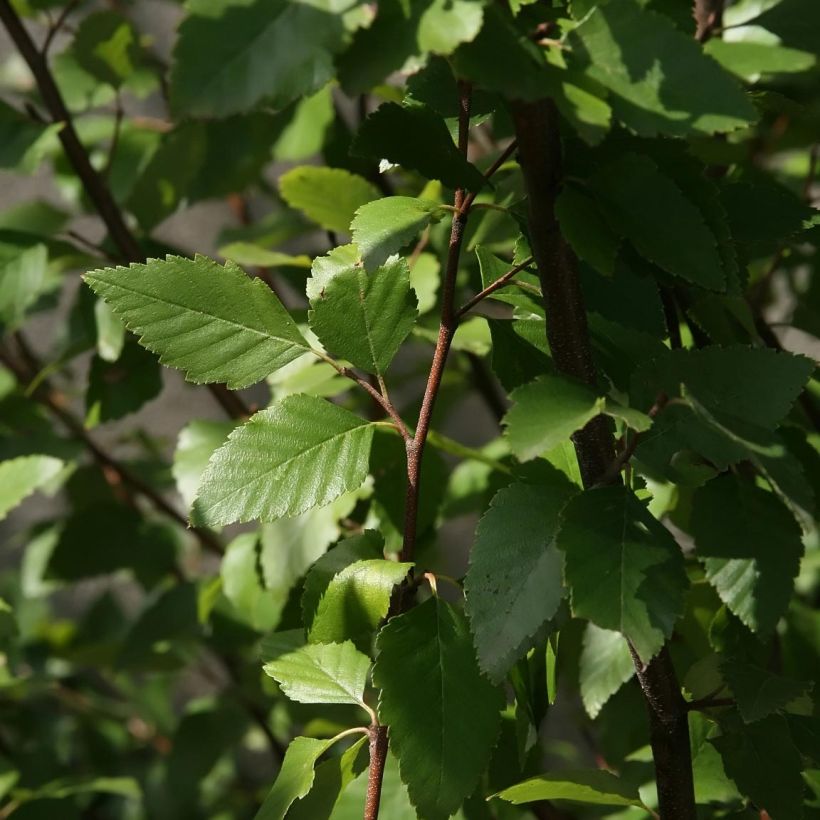 Betula nigra - Betulla nera (Fogliame)