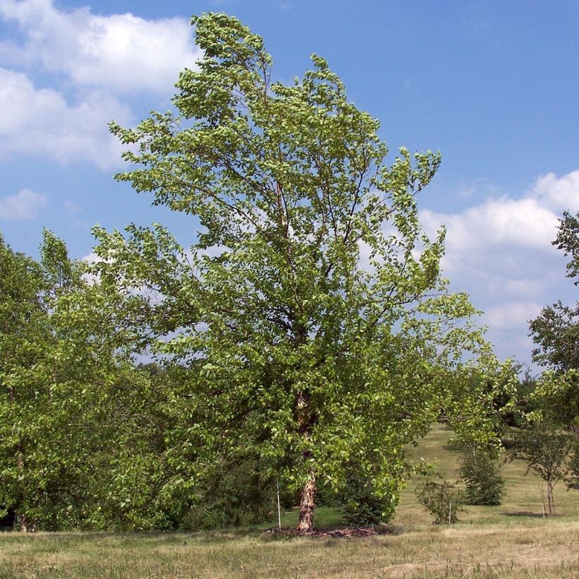 Betula nigra - Betulla nera (Porto)