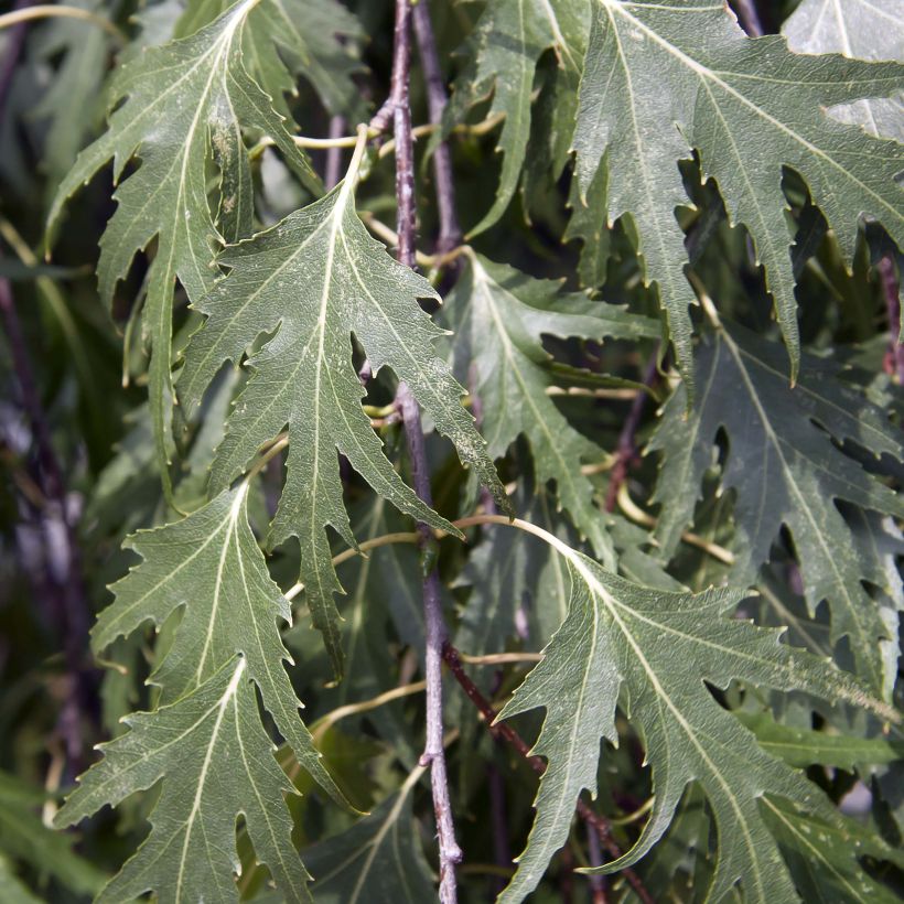 Betula pendula Crispa - Betulla bianca (Fogliame)