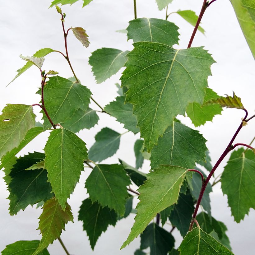 Betula pendula Fastigiata - Betulla bianca (Fogliame)